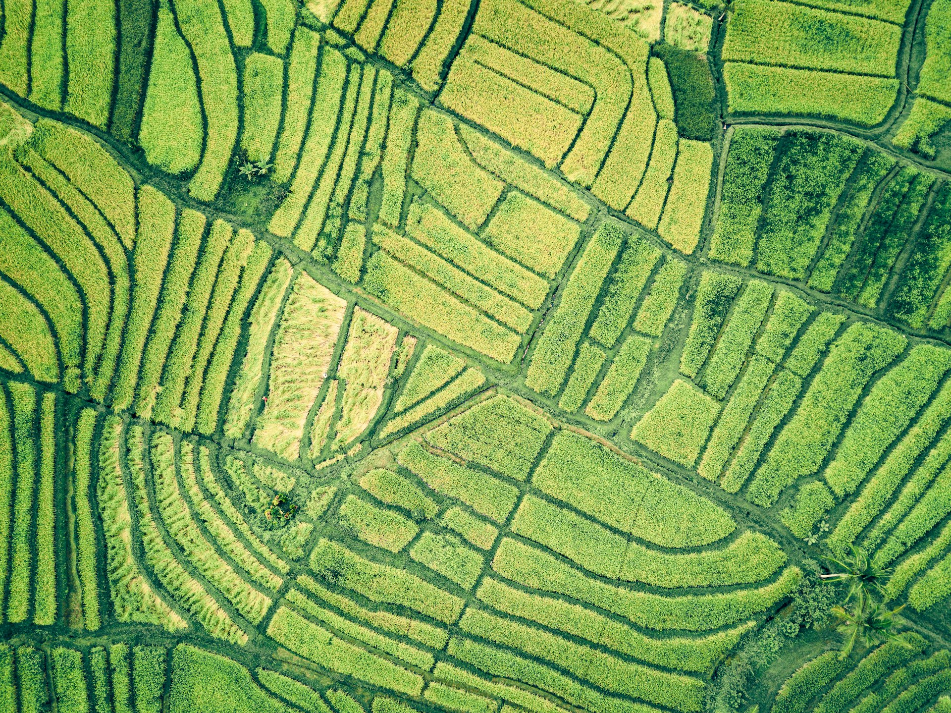 aerial view of green field